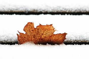 Simply Winter